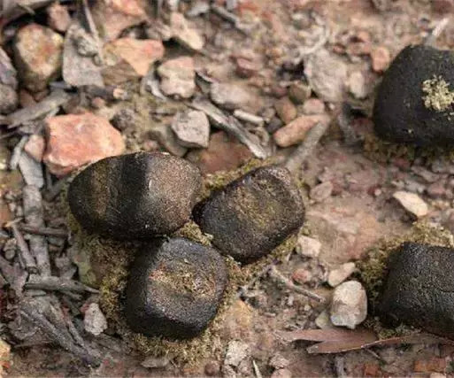 世界最"神奇"动物,因为拉"方形便便"走红网络,怎么做到的?