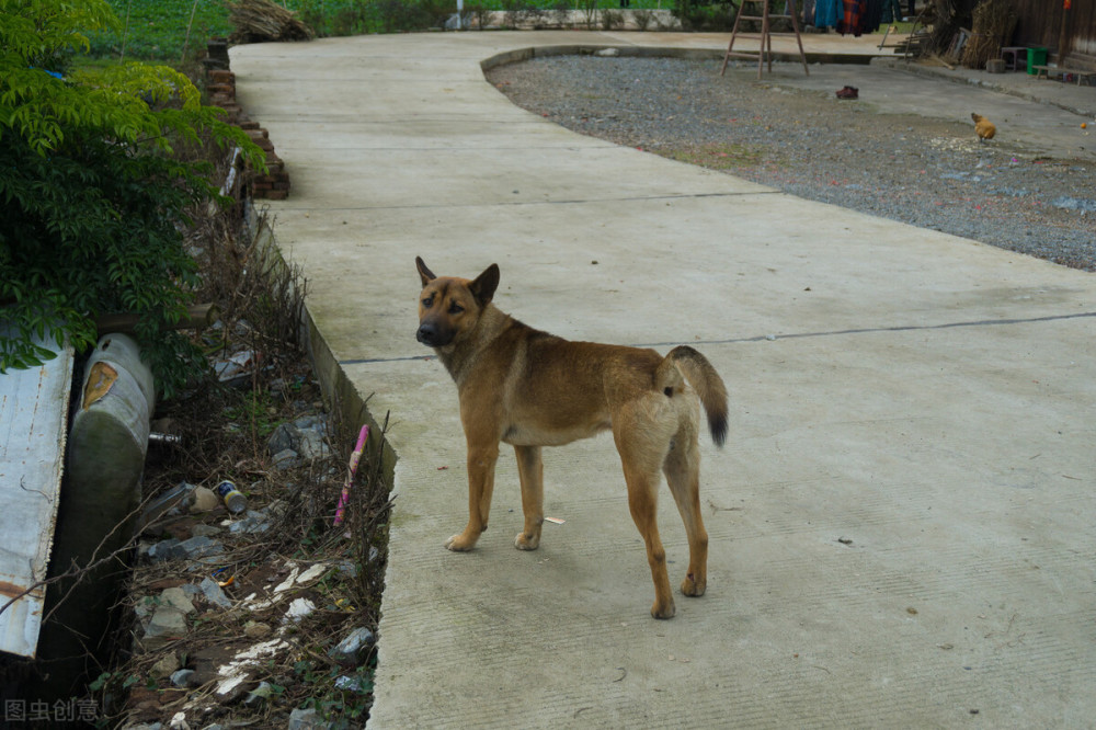 在农村老人常说土狗养十年必定长成精是什么意思有道理吗