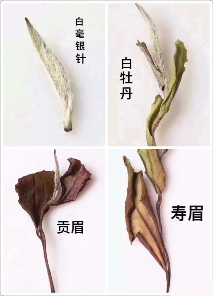 白茶的二三四六指的是什么