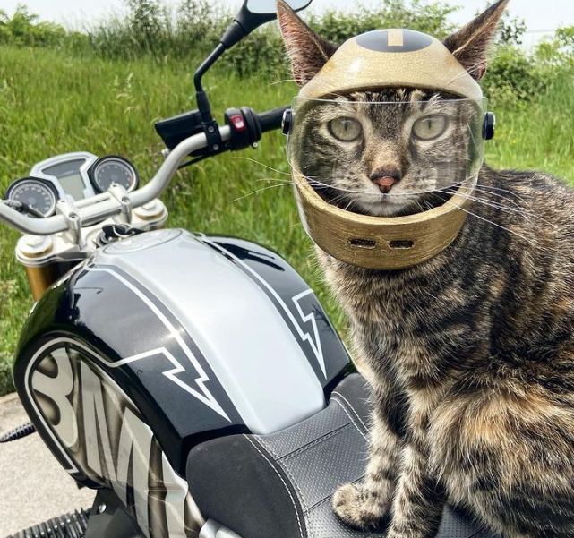 这只猫咪喜欢兜风,于是主人为它做了各种各样的头盔,羡慕哭了!