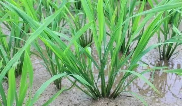 水稻进入分蘖期，如何有效分蘖，提高产