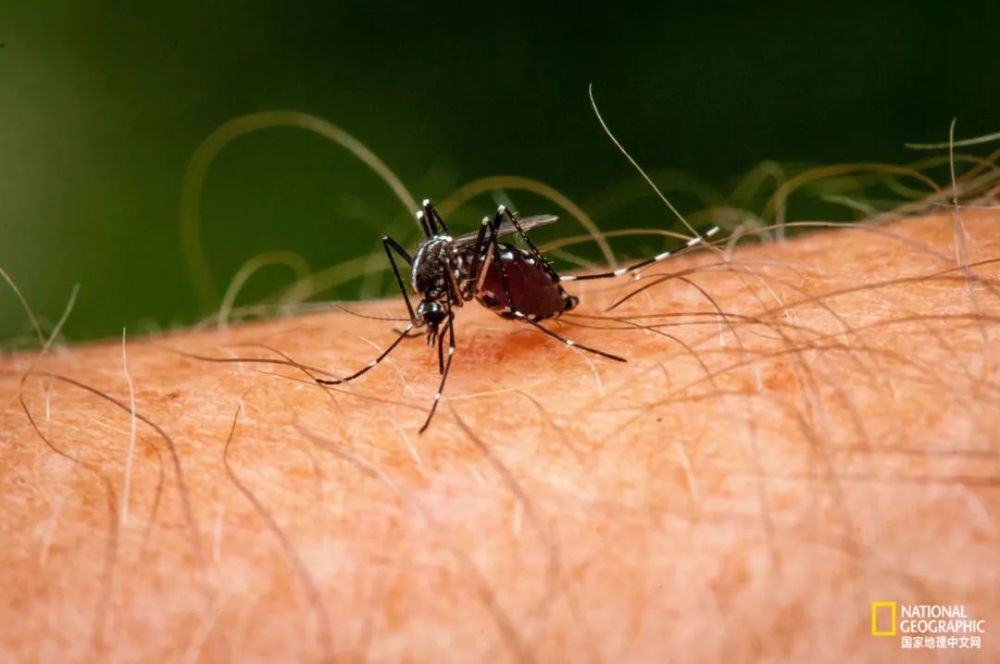 伊蚊,最凶猛的蚊子,身体多呈现很多黑白条纹,俗称"花蚊子",叮咬凶猛