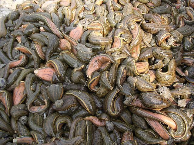 戴笠三大酷刑:蚂蟥澡,坐冰块,生孩子,你认为哪个更狠