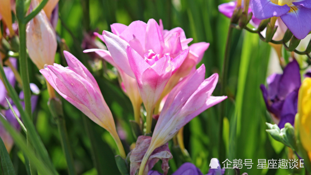 6月3日星座运势 水到渠成 好运相伴的四大星座 腾讯新闻