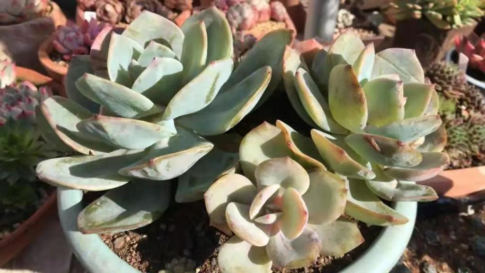 夏季多肉防晒遮阳网选择要合适 选错了要么徒长 要么被晒伤 腾讯新闻