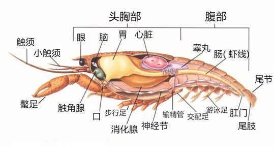 对虾内部结构解剖图图片