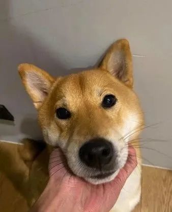 一回家柴柴耳朵"潮到出水",他吓疯问:舔不到吧?真相爆笑