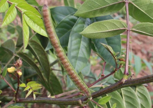 它叫"蛇灭门",名字霸气颜值高,还有芬芳气味能吓退毒蛇