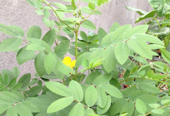 它叫"蛇灭门",名字霸气颜值高,还有芬芳气味能吓退毒蛇