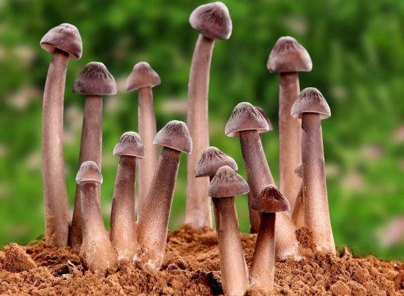 它和白蚁相爱相杀采挖不能用铁器市场百元1斤6月又上市