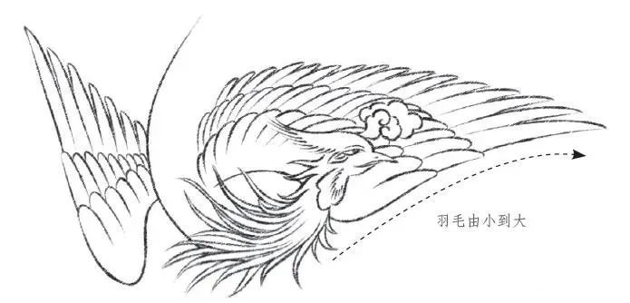 步骤二,绘制翅膀构思好凤凰的外形轮廓之后,从头部开始画起.