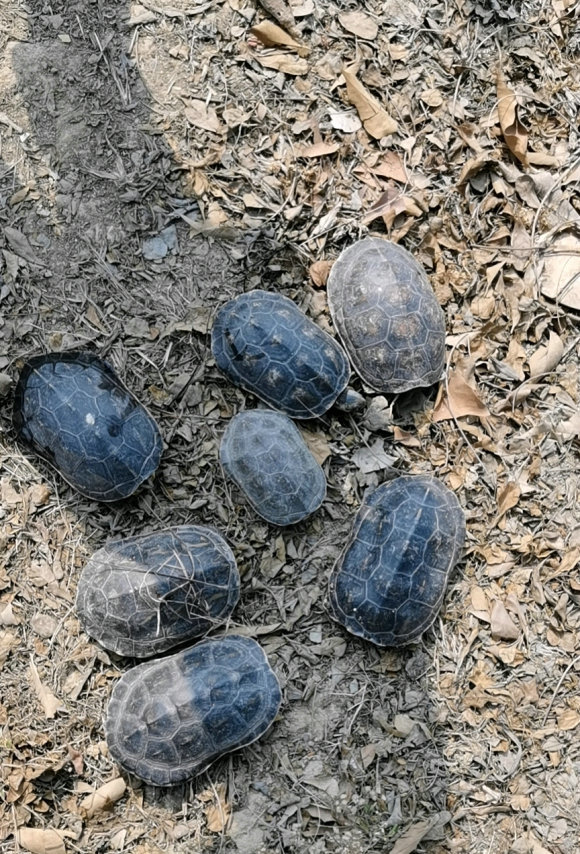 穿越山林捡到一群"山乌龟"?浙江老乡山里钓鱼,竟捡获多只乌龟