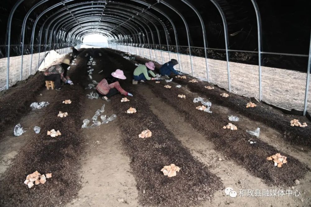 和政县小小赤松茸蹚出乡村振兴大产业