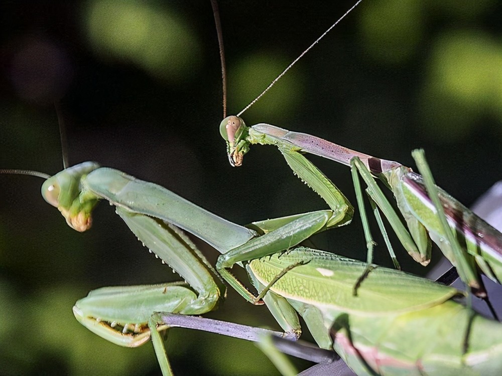 自然界最奇葩的动物之一 交尾时把伴侣吃掉 螳螂为什么这么做 腾讯新闻