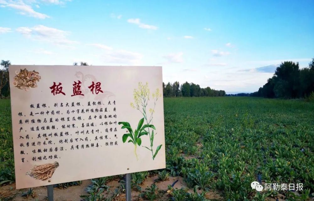 走進哈巴河縣薩爾塔木鄉庫爾米希村中草藥種植基地,11萬畝甘草,黃芪