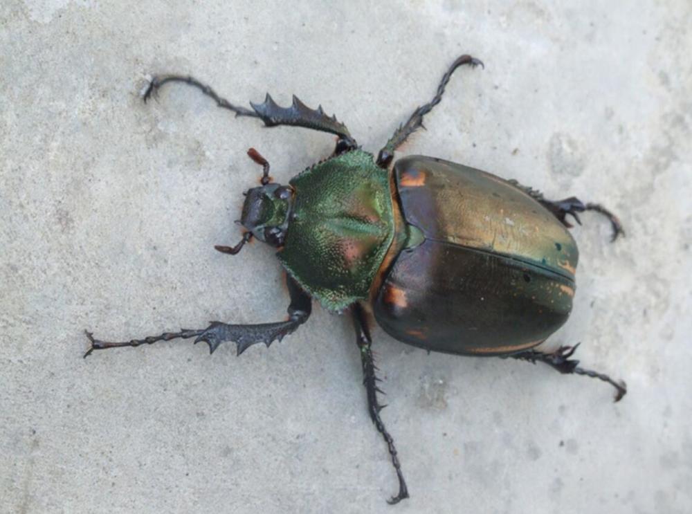 阳彩臂金龟重现浙江,1982年被宣布灭绝过,为什么会出现?