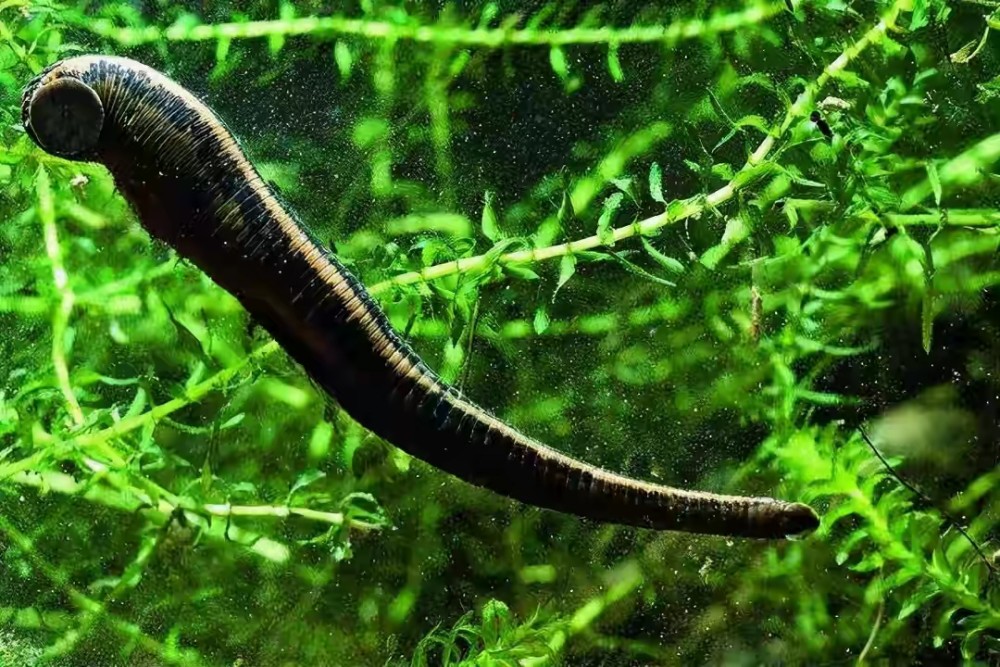 水蛭如果不小心被吃进肚子里,它能在人体中长期存活吗?