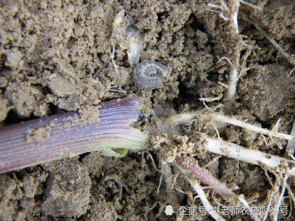 玉米地下害虫 玉米地下害虫小地老虎的形态特征