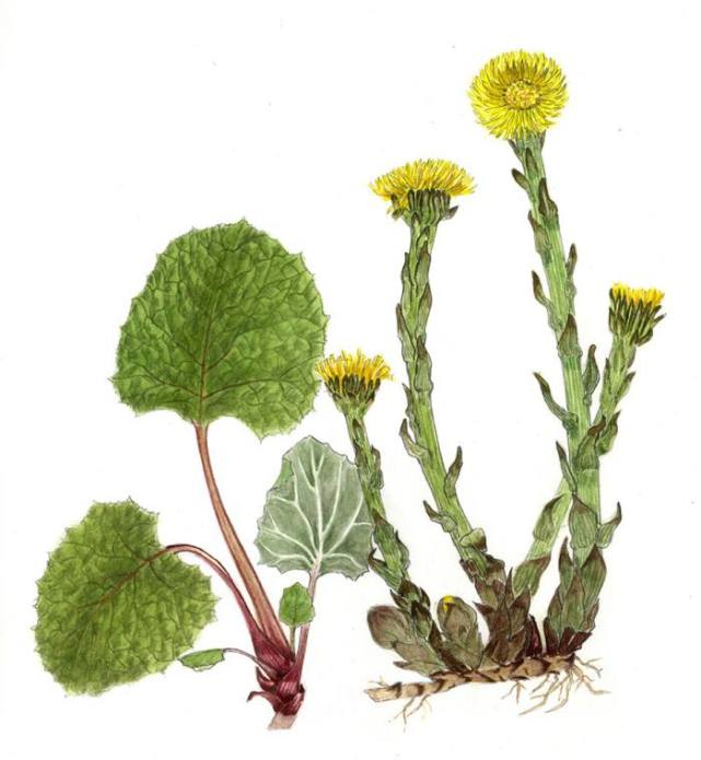 百草集 款冬花 治咳嗽专宠 款冬花 咳嗽 止咳 中药 冬季