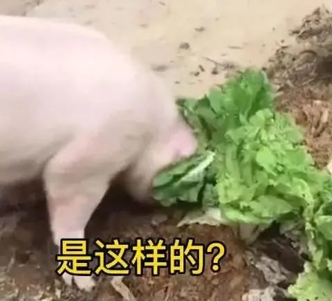 乡下的土猪志向就是去拱大城市里的白菜