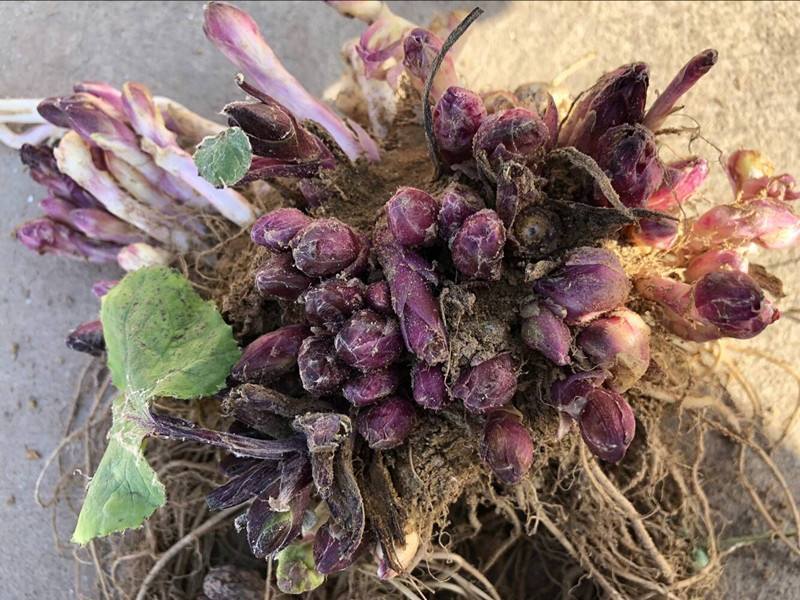 百草集 款冬花 治咳嗽专宠 腾讯新闻
