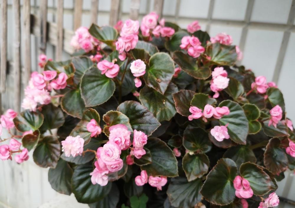 四季海棠盆栽养在阳台上如何保证四季都能开花方法简单实用