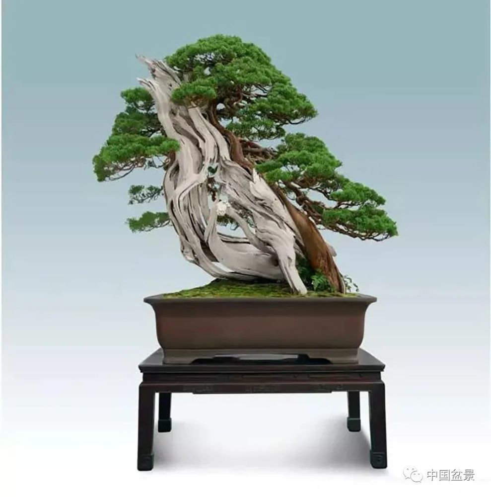 真柏　切断片５０cm大　盆栽　しんぱく　天然木 真柏 切断片50cm大 盆栽 しんぱく 天然木