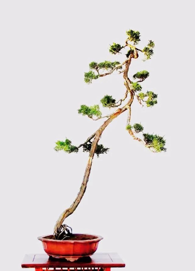 真柏的病虫害以红蜘蛛最为严重,发生时需及时防治.