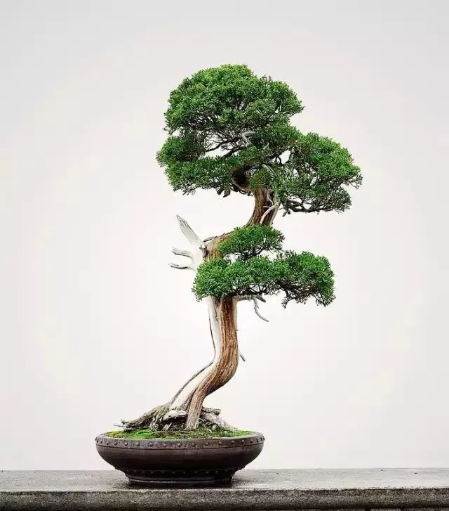 37届日本盆景大观展作品▲ 第55届国际盆栽大会作品▲ 《多姿》 真柏