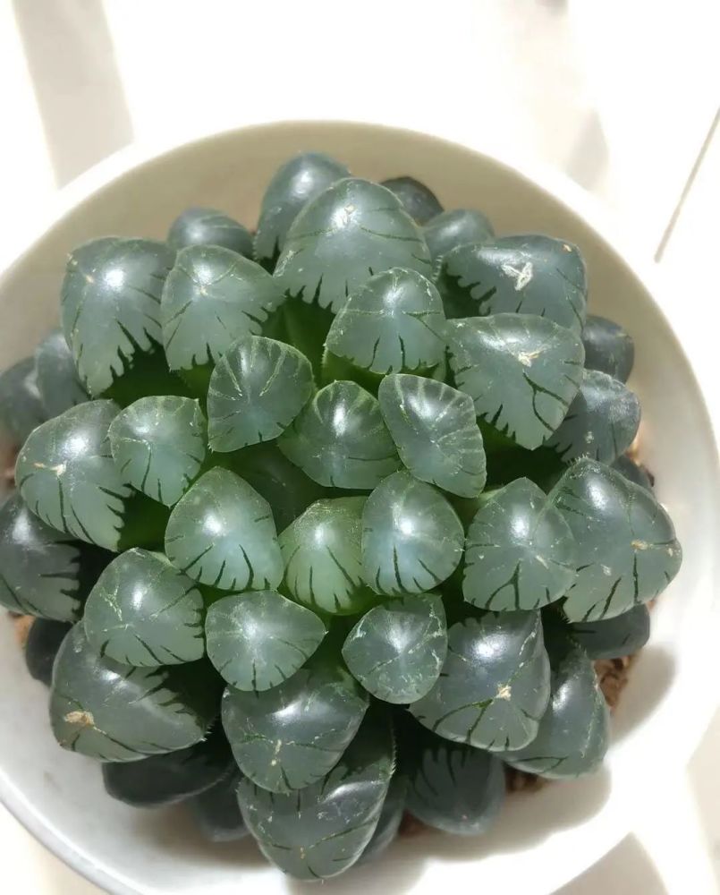 一棵冰灯玉露直播间卖150实际20块被割韭菜的新手花友