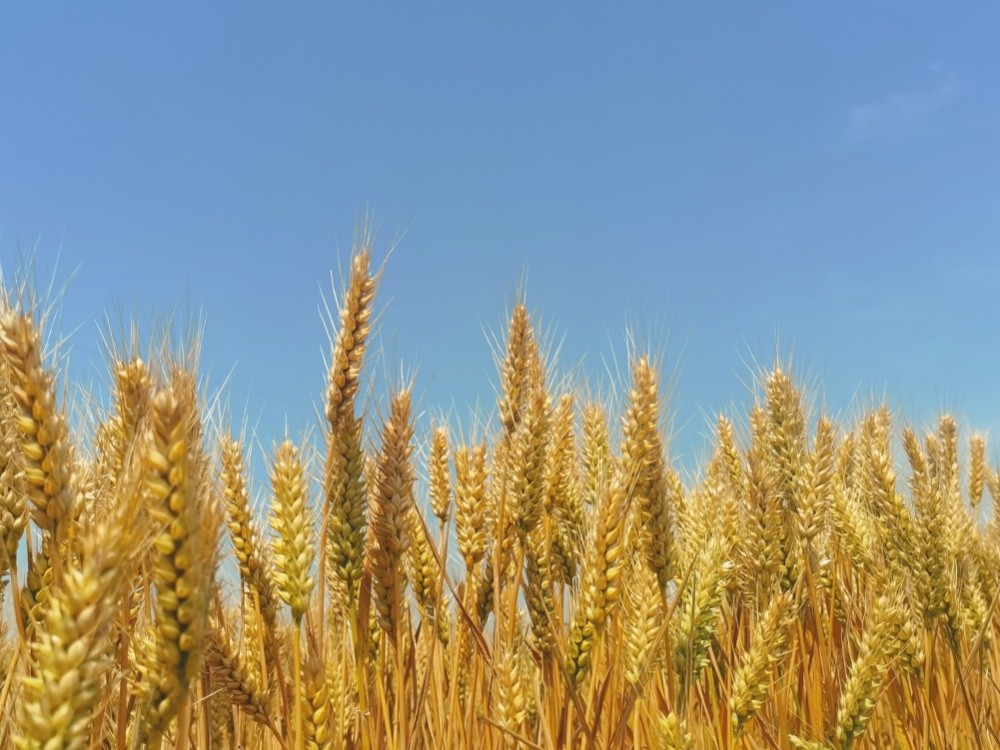 收麦啦白水麦苗飘香丰收在望