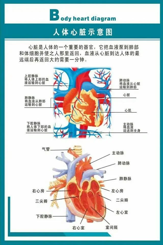 心臟驟停3步急救法,關鍵時刻能救命