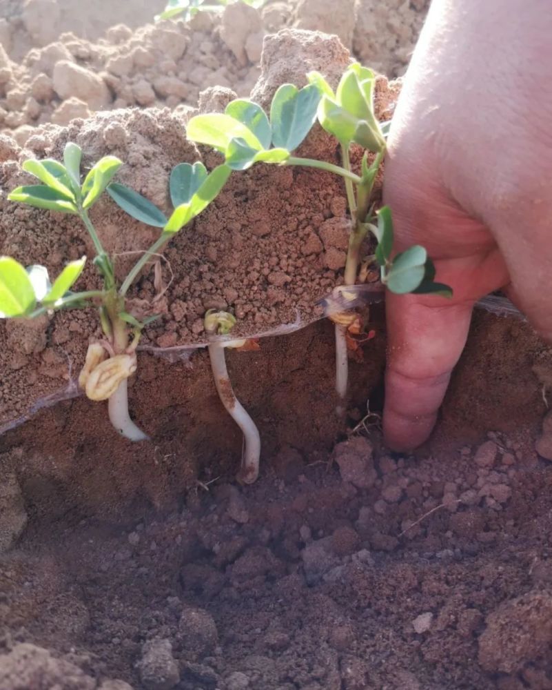 李四花生全苗为啥张三的缺苗,用六大质量两大管理全面分析缘由