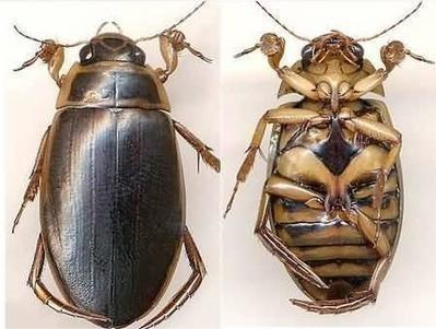 水塘里叫水蟑螂的虫子擅长潜水也能飞到底是益虫还是害虫呢