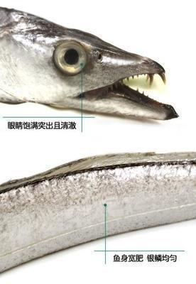 带鱼还没出水就自爆了,但市面上的带鱼为什么还是完整的呢?