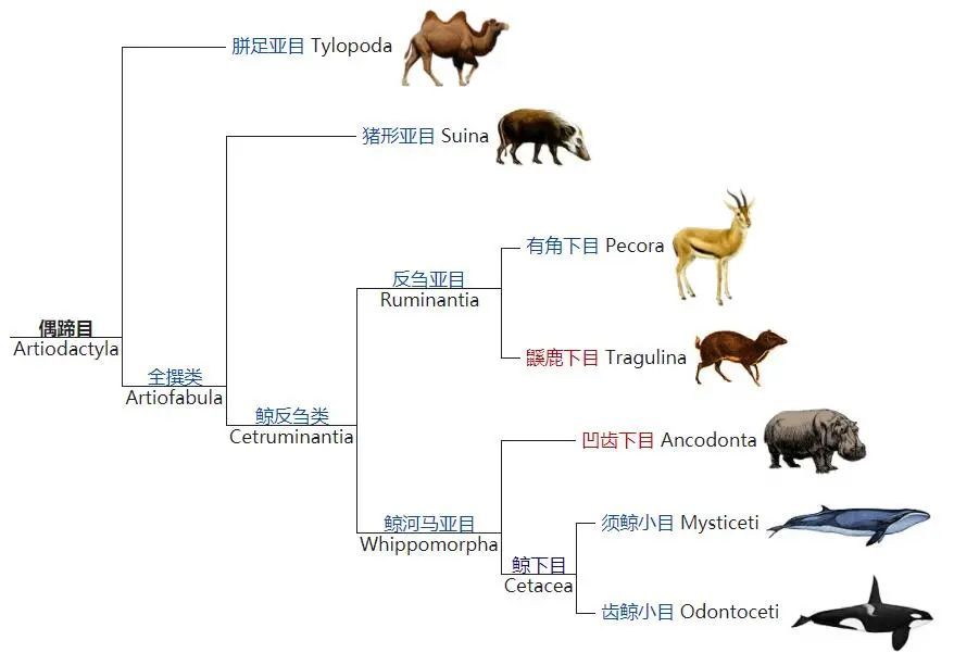 动物界科目图图片