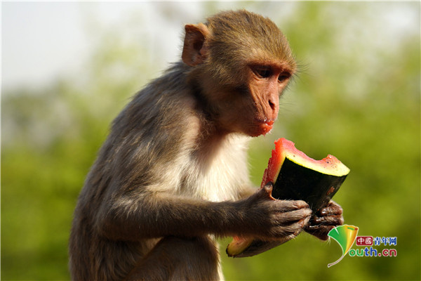 印度拉贾斯坦邦天气炎热猴子大快朵颐啃西瓜