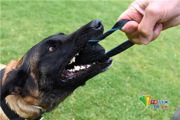 西班牙牧羊犬认真训练曾获大奖活力十足