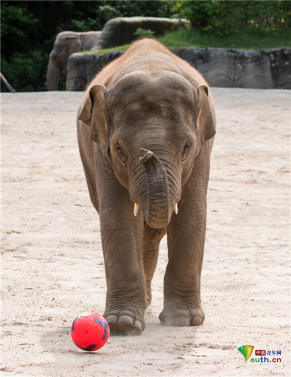 迎接欧洲杯动物园大象踢球秀球技