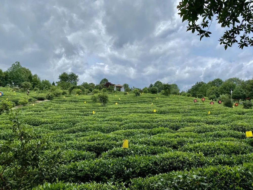 謝裕大茶博園總佔地面積約6000畝,學員在老師的陪同下,認識茶,學習茶