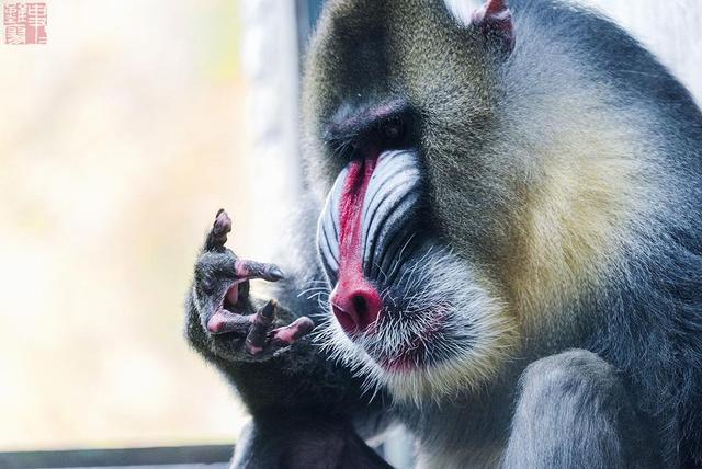 山魈|豺狼|老虎|豹子