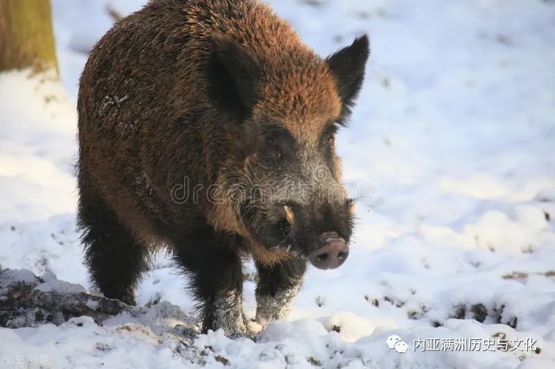 长白山的野猪凭獠牙和挂甲 创下"一猪二熊三老虎"的江湖名头