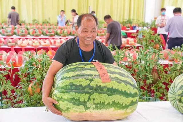 西瓜大比拼庞各庄189斤大西瓜问鼎瓜王