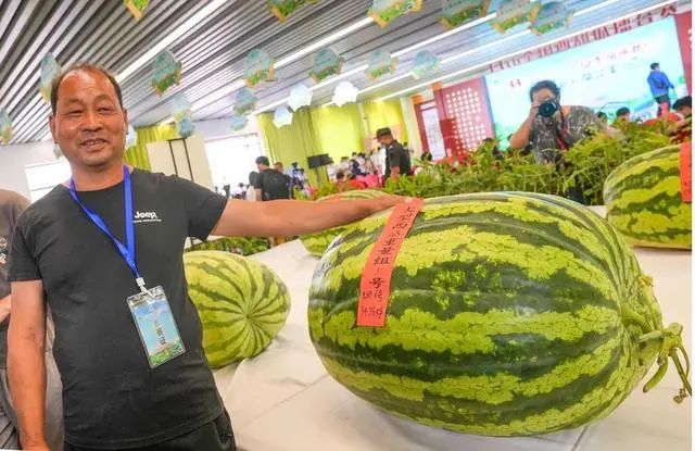西瓜大比拼庞各庄189斤大西瓜问鼎瓜王