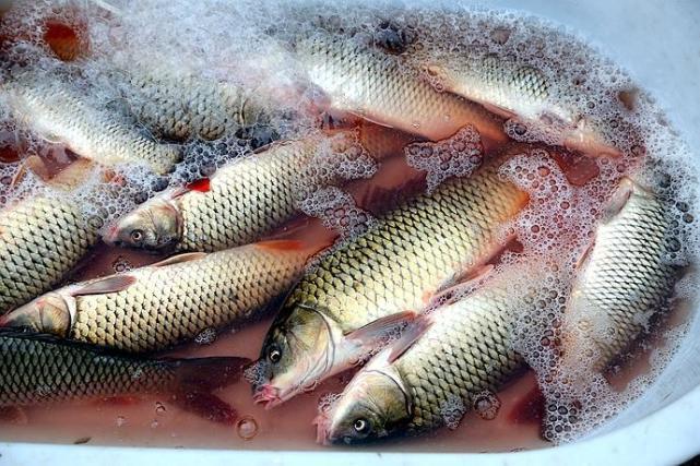 张总管回答的内容和李莲英一致,但却更具体——八国联军宰杀昆明湖鱼