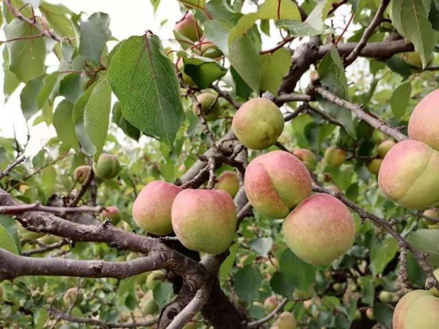 海淀20株百年以上古杏树挂牌保护
