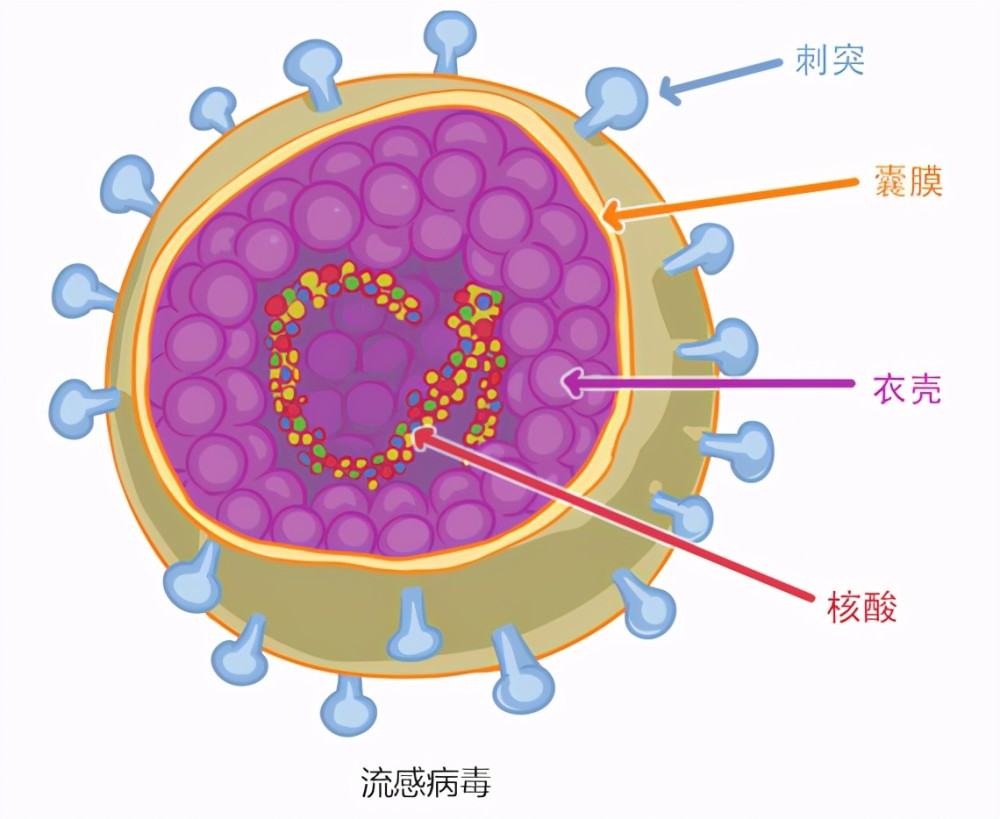 广州出现印度变异毒株面对不断变异的新冠病毒疫苗还有用吗