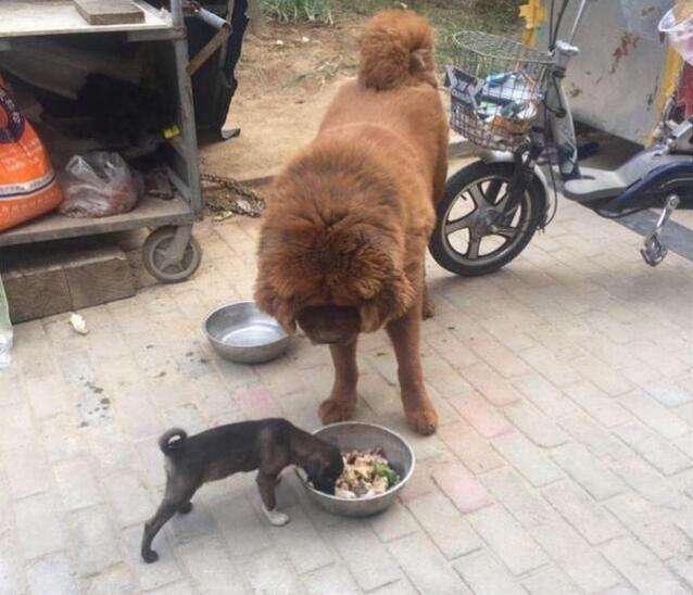 昔日勇猛藏獒犬一改兇悍而變身暖男只因遇到了這條流浪狗