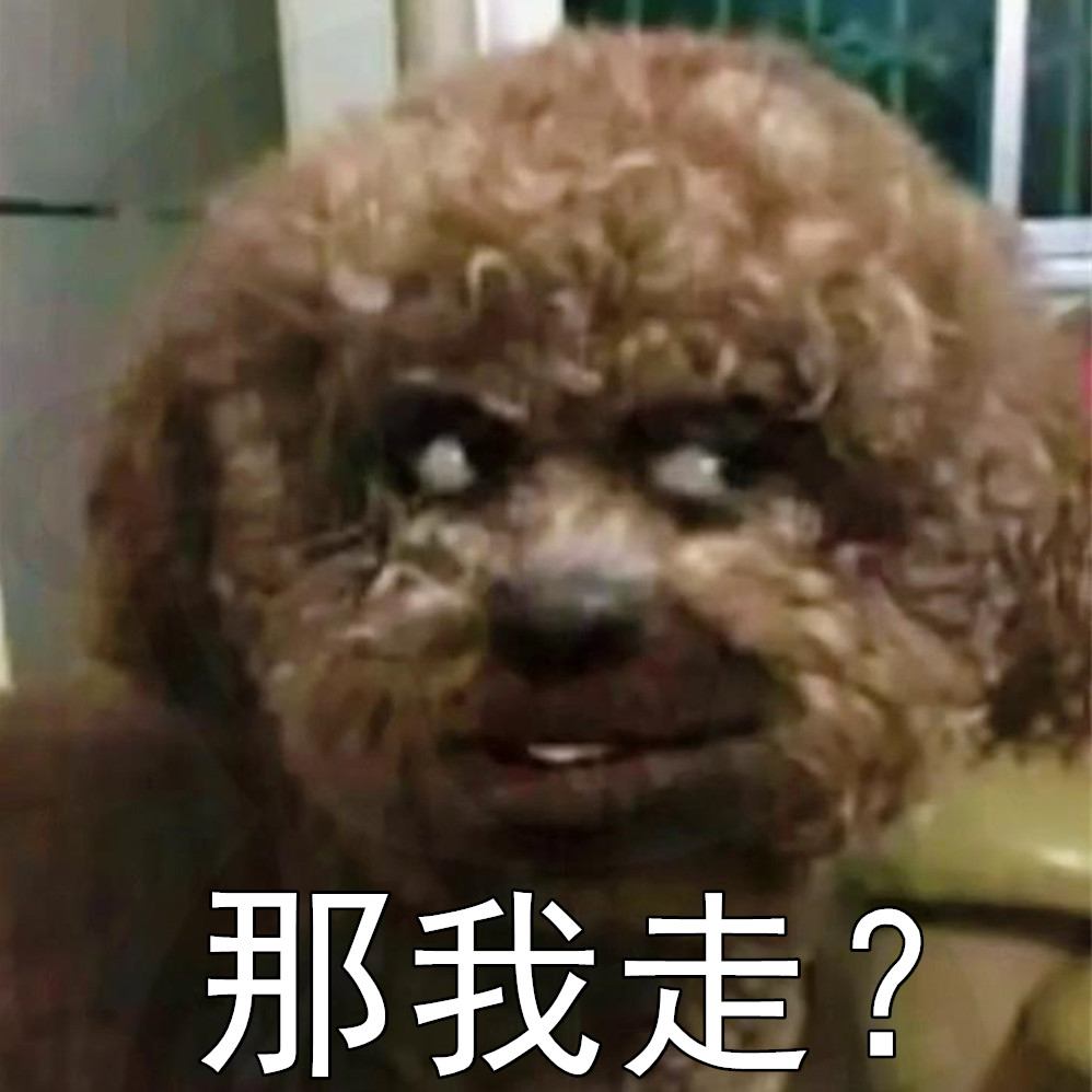 大神在嗎?朋友送我一隻泰迪我感覺不太純!狗狗:那我走?_騰訊新聞