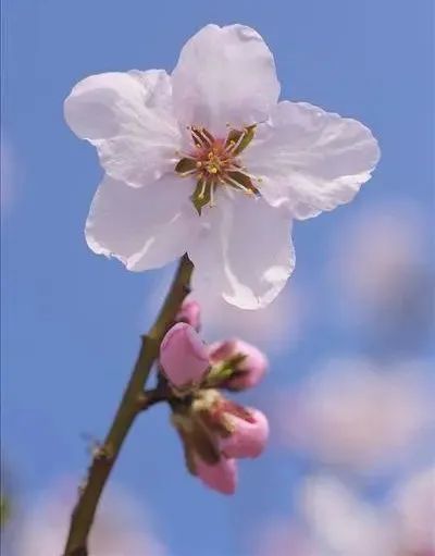 杏花微雨 春风十里 腾讯新闻